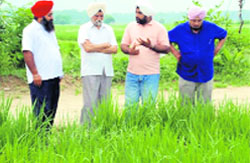 Gurinder Singh of Kalarh illustrates a point on direct sowing of paddy to Dr Sardara Singh Johal and other scientists in his fields near Ahmedgarh