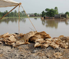Food offered in plenty through langar goes waste in one of the flood-hit villages of Moga district on Wednesday.