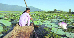 A girl sails through floating lotus garden at Nigeen lake in Srinagar