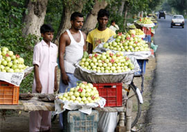 Guava growers line up on the stretch of the highway between Faridkot and Kotkapura to sell their produce.