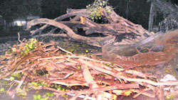 A 35-year-old peepal tree that was uprooted due to heavy rain in the Sector 15 booth market in Chandigarh