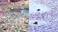 Vacant plots converted into garbage dumps; and (right) stagnant water has become breeding ground for mosquitoes in Makkar Colony, Giaspura, in Ludhiana