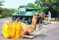 A camel owner from Mullanpur inspects the tank captured by the Army in the 1971 war, near the Government Museum and Art Gallery, Sector 10, Chandigarh, while the beast finds time to relax on Sunday.