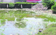Stagnant water in a vacant plot in Gyaspura has become a breedng ground for mosequitoes; slush and filth dot the approach road to Ambedkar Nagar and (right) Patients undergoing treatment for gastroentritis at a hospital in Giaspura in Ludhiana.