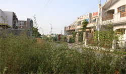 Unchecked growth of Congress grass at Tagore Nagar in Bathinda.