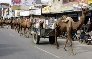 A caravan of camels is seen passing through the streets of Bathinda.