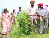 The district administration has launched a vigorous drive to remove the obnoxious weed.