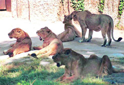 Asiatic lions at the Renuka Lion Safari in Sirmour.