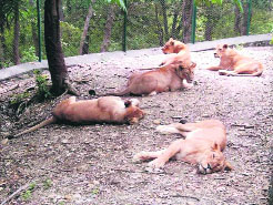 Asiatic lions at the Renuka Lion Safari in Sirmour.