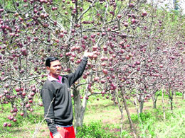 An apple grower explains how premature leaf fall has affected the produce.