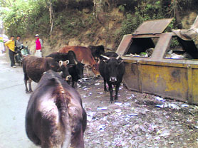 Heaps of garbage can be seen in every nook and corner of the town.