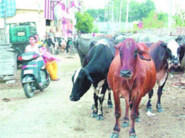 Stray cattle have a field day in cantonment area.