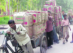Rickshaw-pullers carrying overloaded apples boxes from the nearby stationed trucks to the fruit market in Sector 26, Chandigarh.