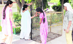 Residents show the trap that was opened by two youths to help a monkey escape at Dugri, Ludhiana