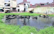 buffaloes in a pond at a vacant plot in Ludhiana.