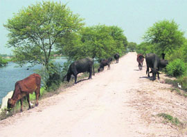 In the absence of green fodder, milch cattle wander in search of fodder along a mud bundh in Bharoana village, one of the worst flood-hit villages, in Kapurthala district on Thursday.