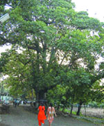 A huge tree provides shade to walkers at the Rambagh in Amritsar. 