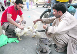 People purchase chicken during the curfew relaxation. 