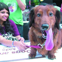 A dog at India's first mass dog wedding, which was held at Ansal Plaza in New Delhi on Saturday.