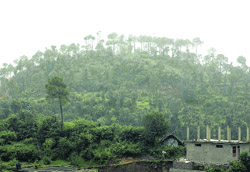 Disputed land which has 344 well-grown trees.