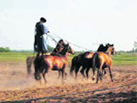 A csiko astride five horses, racing across a lonely track.