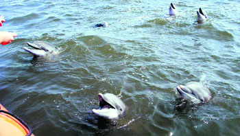 The Brahmaputra is considered the last remaining refuge of the Gangetic river dolphin