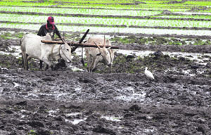 Labourers in a field on the outskirts of Madikery village in Karnataka.
