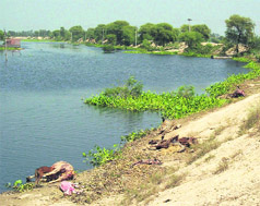 Animal carcasses in flood-hit Shekhmajra village in Kapurthala district.