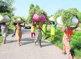 Women carry fodder for cattle near Chandigarh on Monday morning.