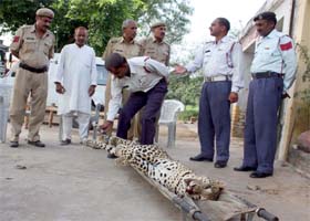 A leopard killed in a road accident on Sunday night at Manesar village, Gurgaon