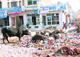 Stray animals feast on heaps of garbage in the middle of Palika Bazar in Fatehabad