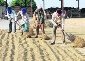 Farmers tend their produce which has been lying in the Karnal grain market for days. 
