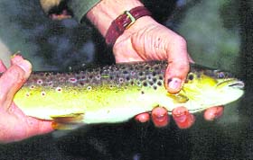 Trout fish