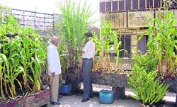 Jatinder Bhola and his father Budh Ram at their rooftop garden at Ahmedgarh