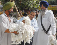 A farmer shows his crop to a trader as cotton arrived at the grain market in Bathinda for the first time on Friday.