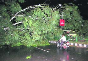 Uprooted trees blocked traffic on the Rajpura-Patiala road on Friday evening