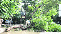 A tree that fell on electricity wires disrupting power supply in Ludhiana