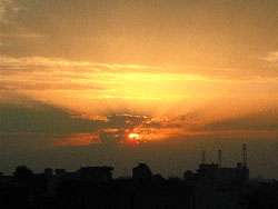 Morning Glory 