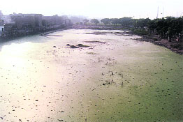 PUDA land that has been turned into a lake at the EWS Colony in Ludhiana.