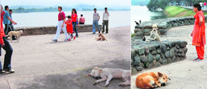 The stray-dog menace at the Sukhna walking lane, Chandigarh, has become a cause for concern for the visitors.