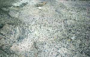 Roads in Gurdev Nagar that need immediate recarpating. 