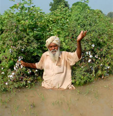 Standing cotton crops submerged following the breach.