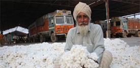 Trucks parked under the shed, which is meant for farmers' produce at Grain Market in Bathinda.