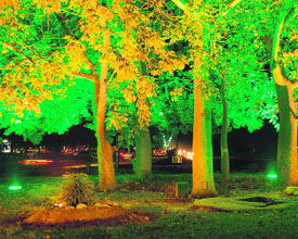 Chrome lights illuminate the trees at night on the roundabout between Sector 19 and 26 at Madhya Marg, Chandigarh.