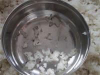 Dead insects along with rice brought under the mid-day meal to be served to the students of schools in Fazilka