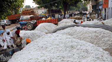 Farmers wait for their cotton produce to be weighed in the market at Bathinda on Thursday.