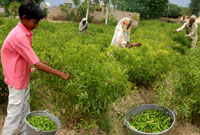 Labourers picking chillies at village Machhana in Bathinda district on Thursday.
