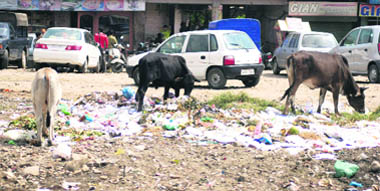 Animals feast on garbage littered in the Gole Market area of Gandhi Nagar in Jammu