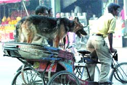 A dog enjoys a rickshaw ride in Jalandhar on Thursday. 
