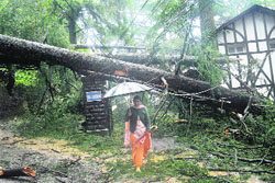 A tree that got uprooted outside the Raj Bhawan following heavy in Shimla on Friday; and (right) a cyclist on his way back home in Mandi.